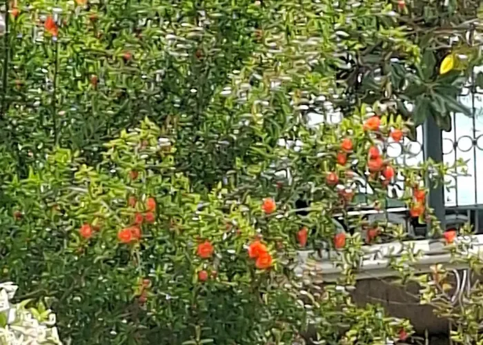 Luiss Panorama * Durrës