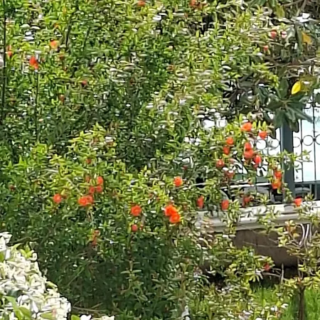 Luiss Panorama * Durrës